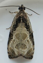 Olethreutes connectum