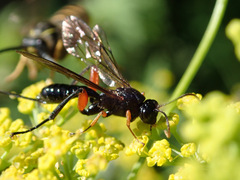 Phaenolobus terebrator