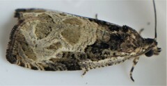 Olethreutes connectum
