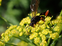 Phaenolobus terebrator