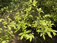Quercus tatakaensis