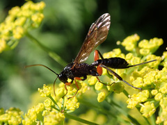 Phaenolobus terebrator