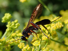 Phaenolobus terebrator