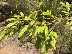 Quercus tatakaensis