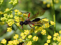 Phaenolobus terebrator