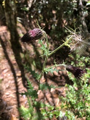 Cirsium suzukii