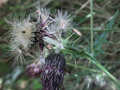 Cirsium suzukii