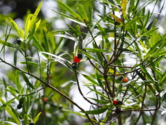 Podocarpus nakaii