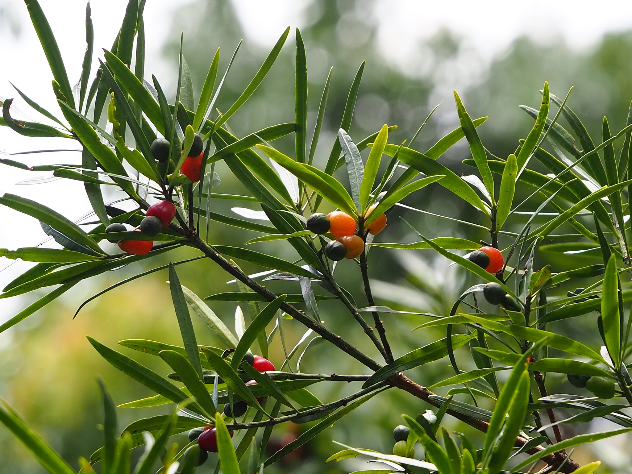 stechpalme Stechpalme - Ilex aquifolium