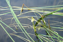 Sparganium gramineum