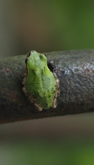 Hyla japonica