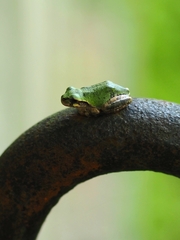 Hyla japonica