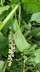 Ectobius vittiventris