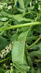 Ectobius vittiventris