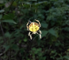 Araneidae