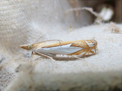 Crambus bidens