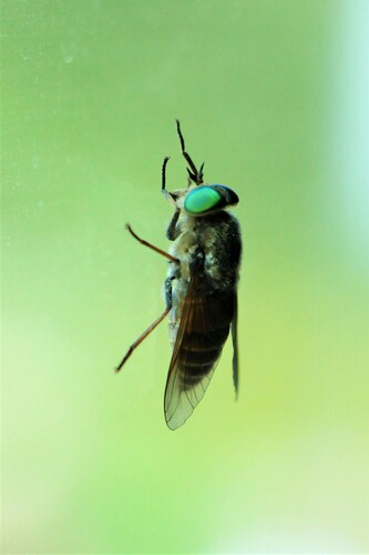 Philipomyia rohdendorfi