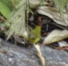 Myiothlypis flaveola