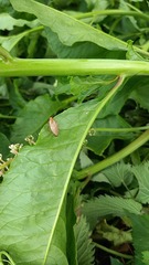 Ectobius vittiventris