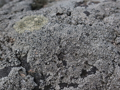 Circinaria caesiocinerea