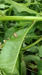 Ectobius vittiventris