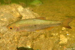 Black Sea Chub photo 2