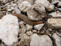 Limax corsicus