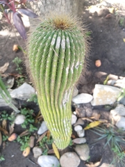 Cephalocereus polylophus