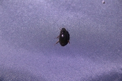 Sternolophus rufipes