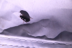 Sternolophus rufipes