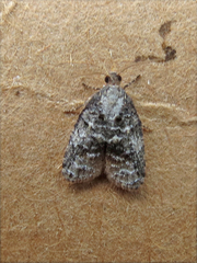 Platynota exasperatana