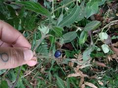 Coccocypselum lanceolatum