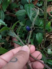 Coccocypselum lanceolatum