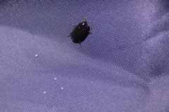 Sternolophus rufipes