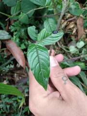 Coccocypselum lanceolatum