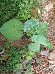 Alocasia macrorrhizos