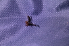 Sternolophus rufipes