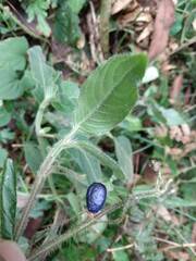 Coccocypselum lanceolatum