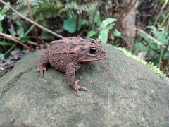 Proceratophrys brauni