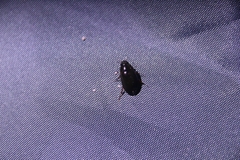 Sternolophus rufipes