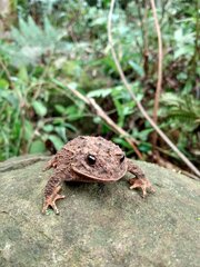 Proceratophrys brauni