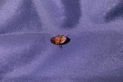 Sternolophus rufipes