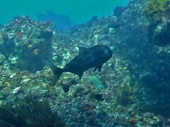 Seriola hippos