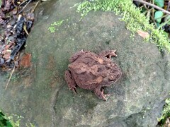 Proceratophrys brauni