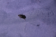 Sternolophus rufipes