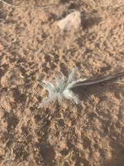 Munroa squarrosa