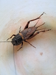 Gryllus bimaculatus