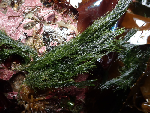 Image of Green Rope (Acrosiphonia coalita) by (c) Allison Gong, some rights reserved (CC BY)
