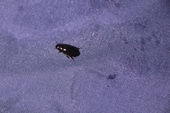 Sternolophus rufipes