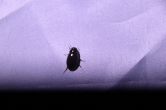 Sternolophus rufipes